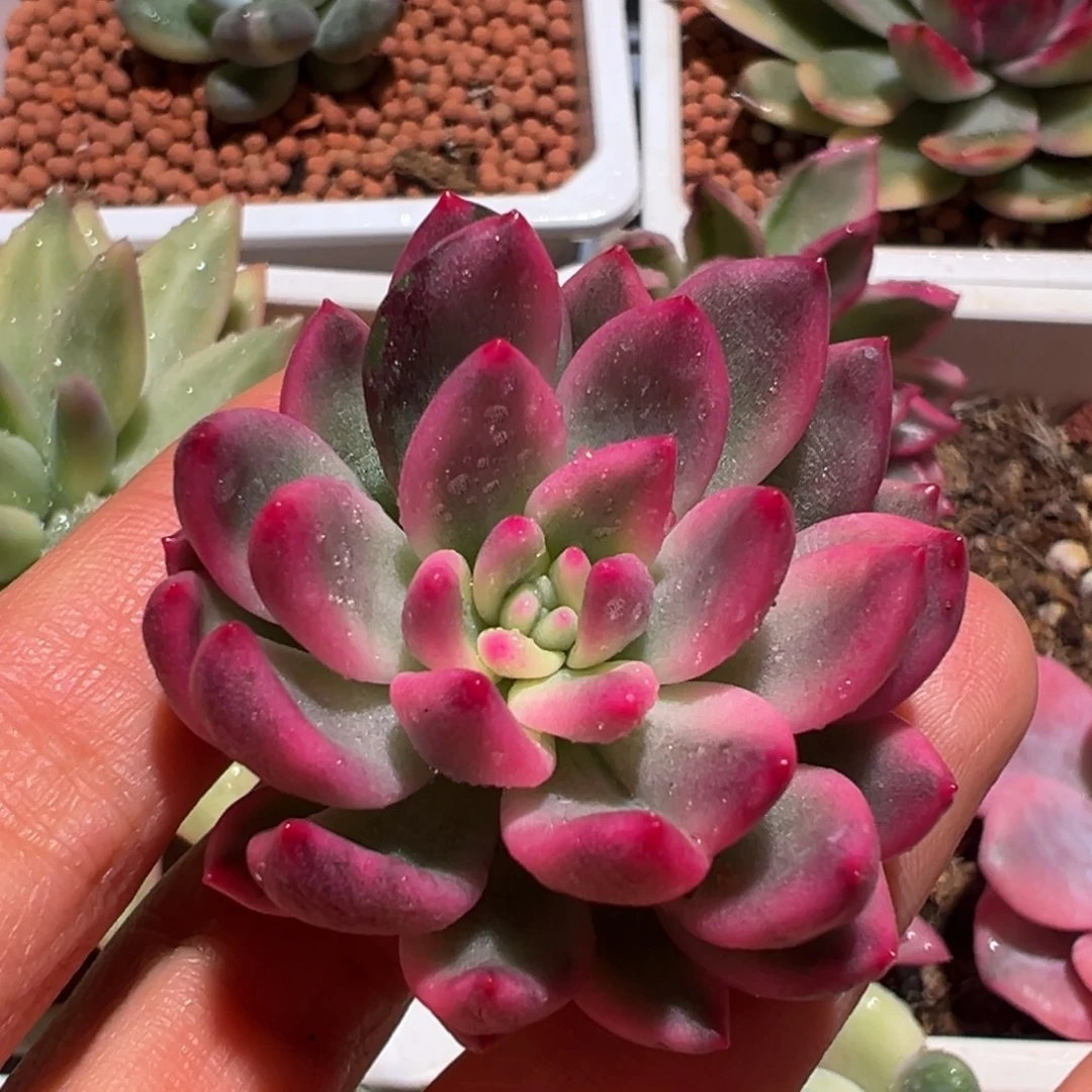 拉菲锦（独家）覆轮锦砍头