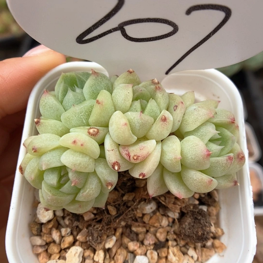 财富密码白底群生207号