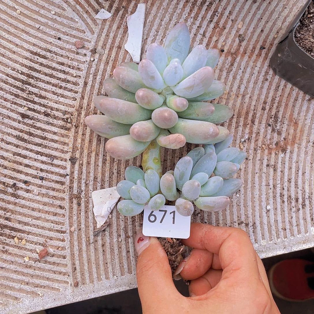 671。汤圆。
