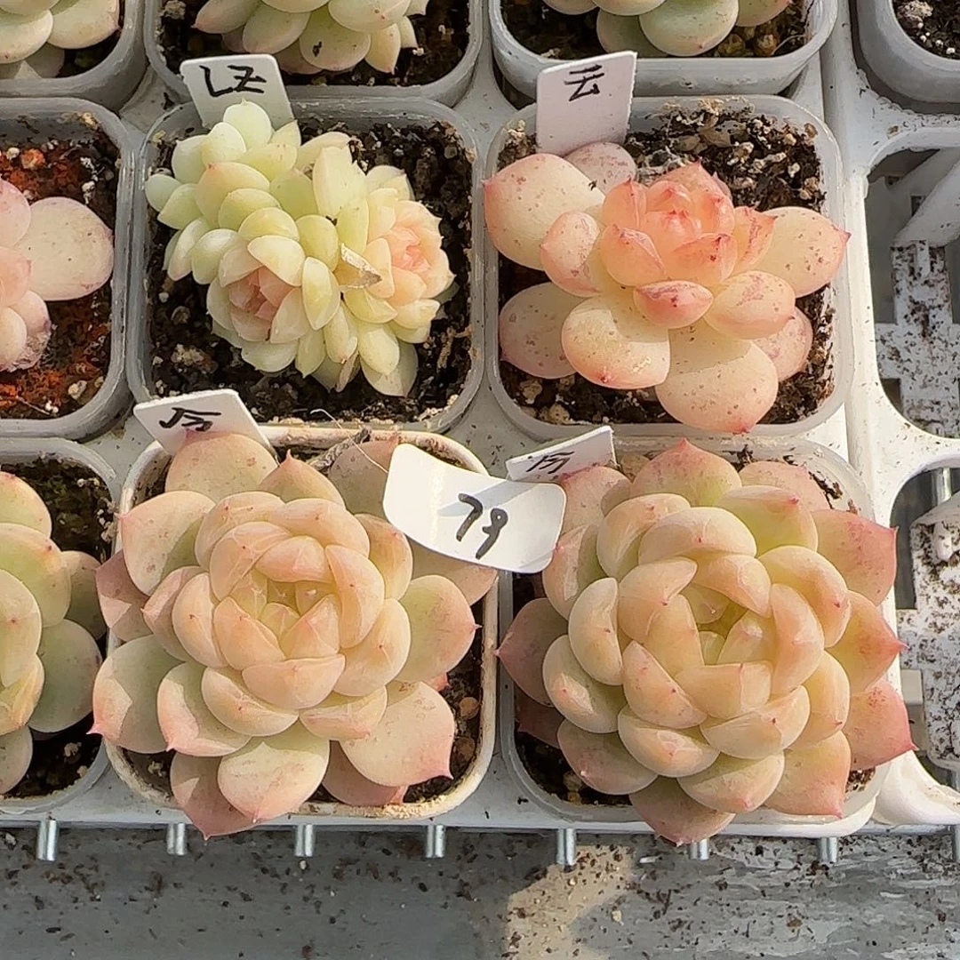 79福利甜心今禾单头随机发货