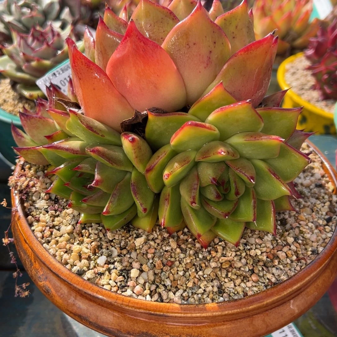 从前慢多肉精选编号0117.93