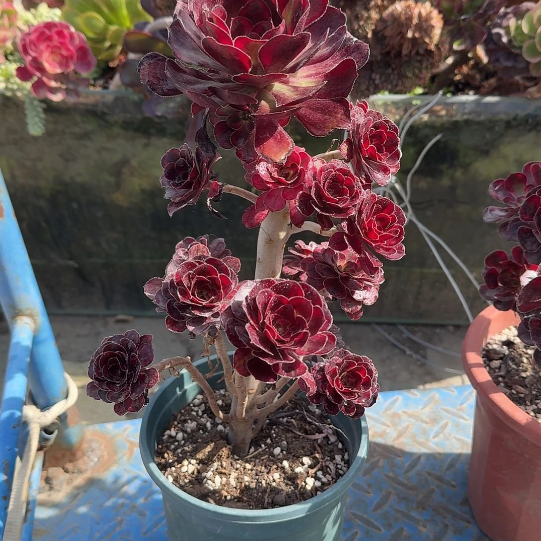 香奈儿法师多肉植物