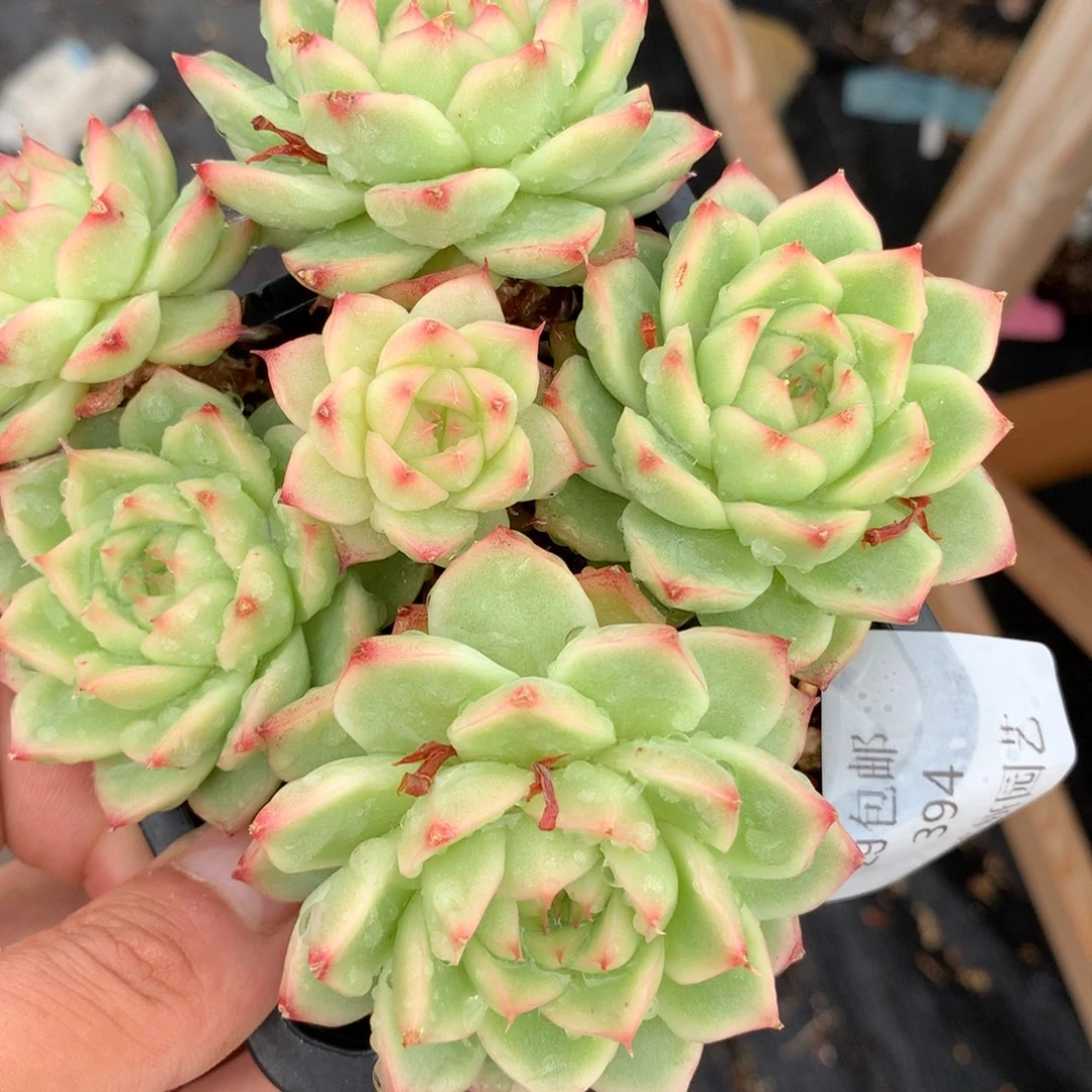 0615-394 麦杆优选