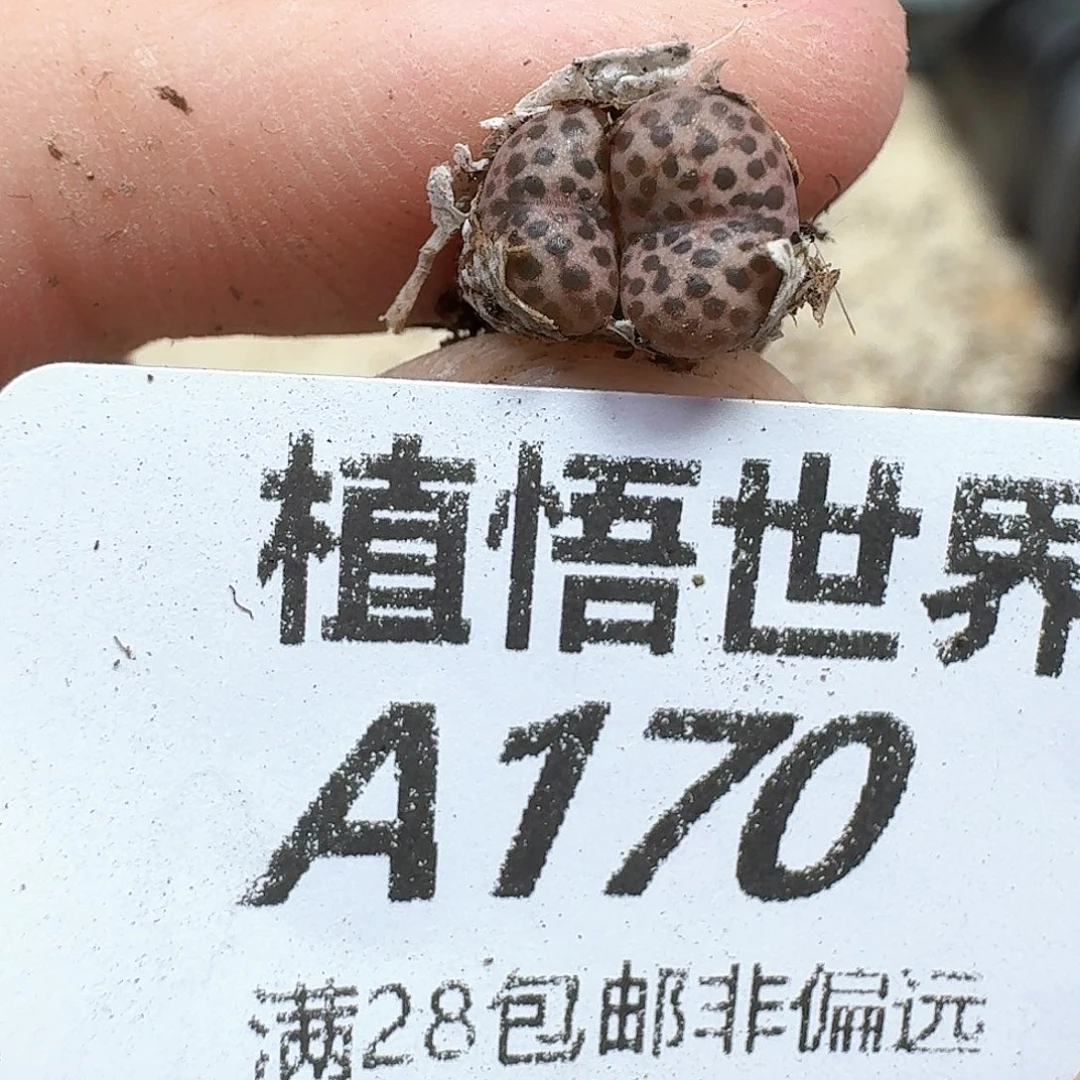 多肉植物的润泽和法