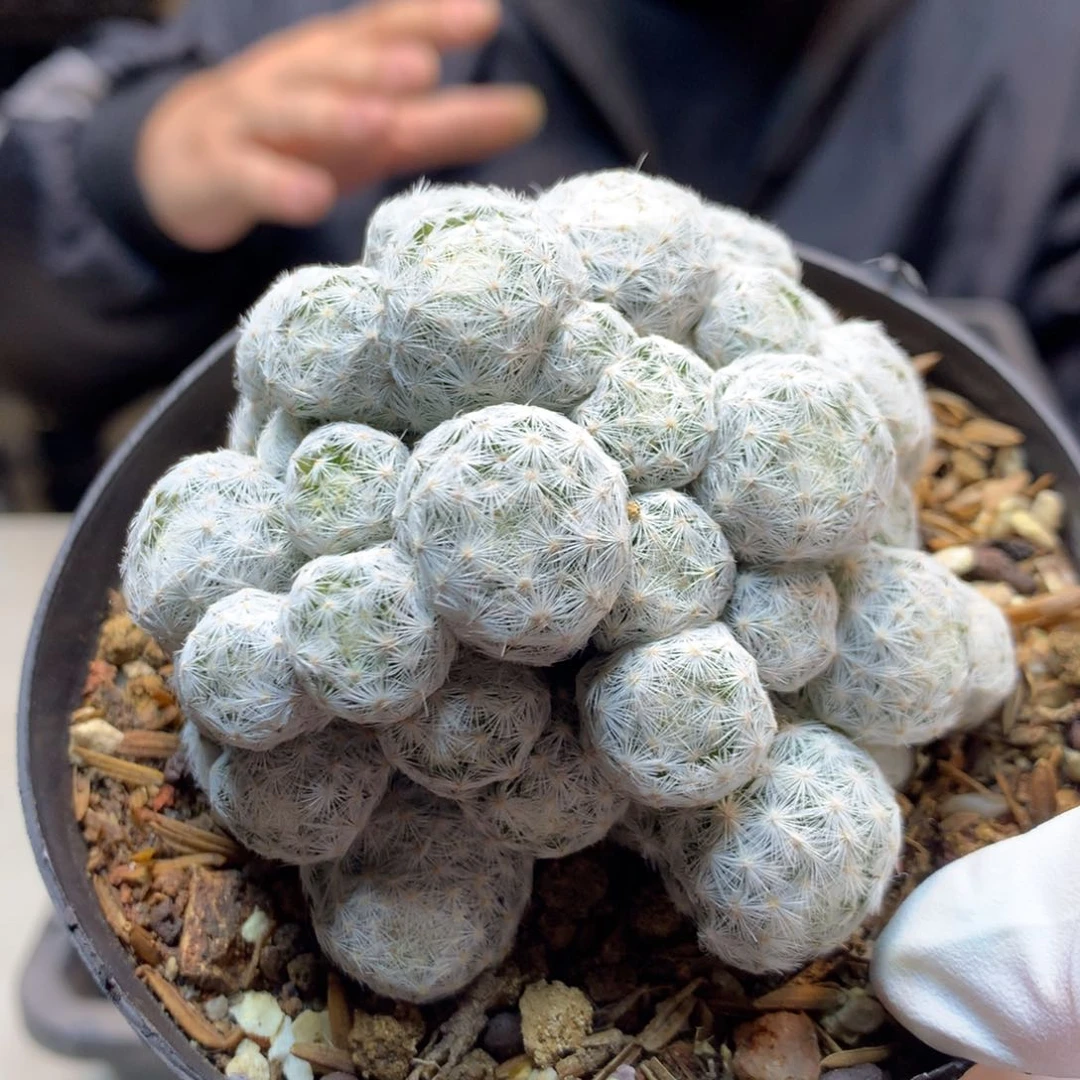 自根 日系姬春心 8公分起发