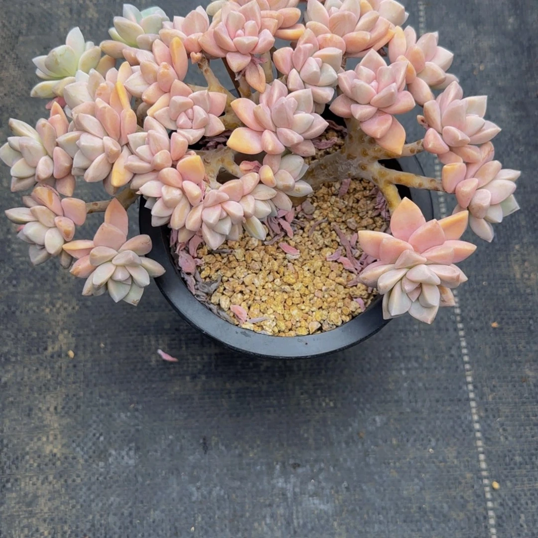 无花朵太*.A20，淡雪锦，树型