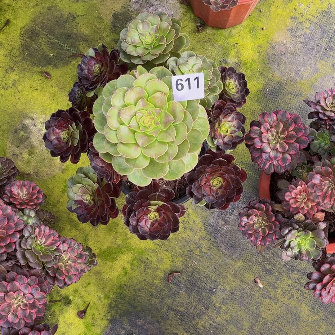 /***/多肉花花公子0000000611