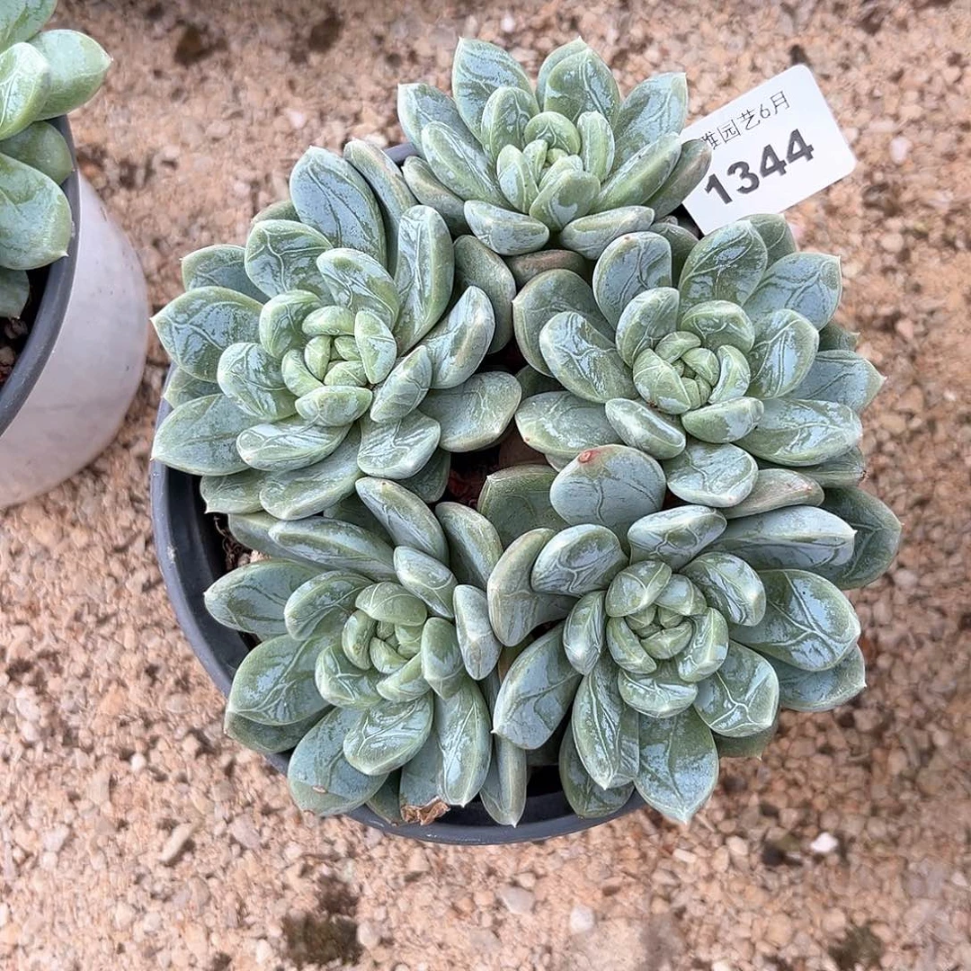 阿雅园艺。  1344百达翡翠