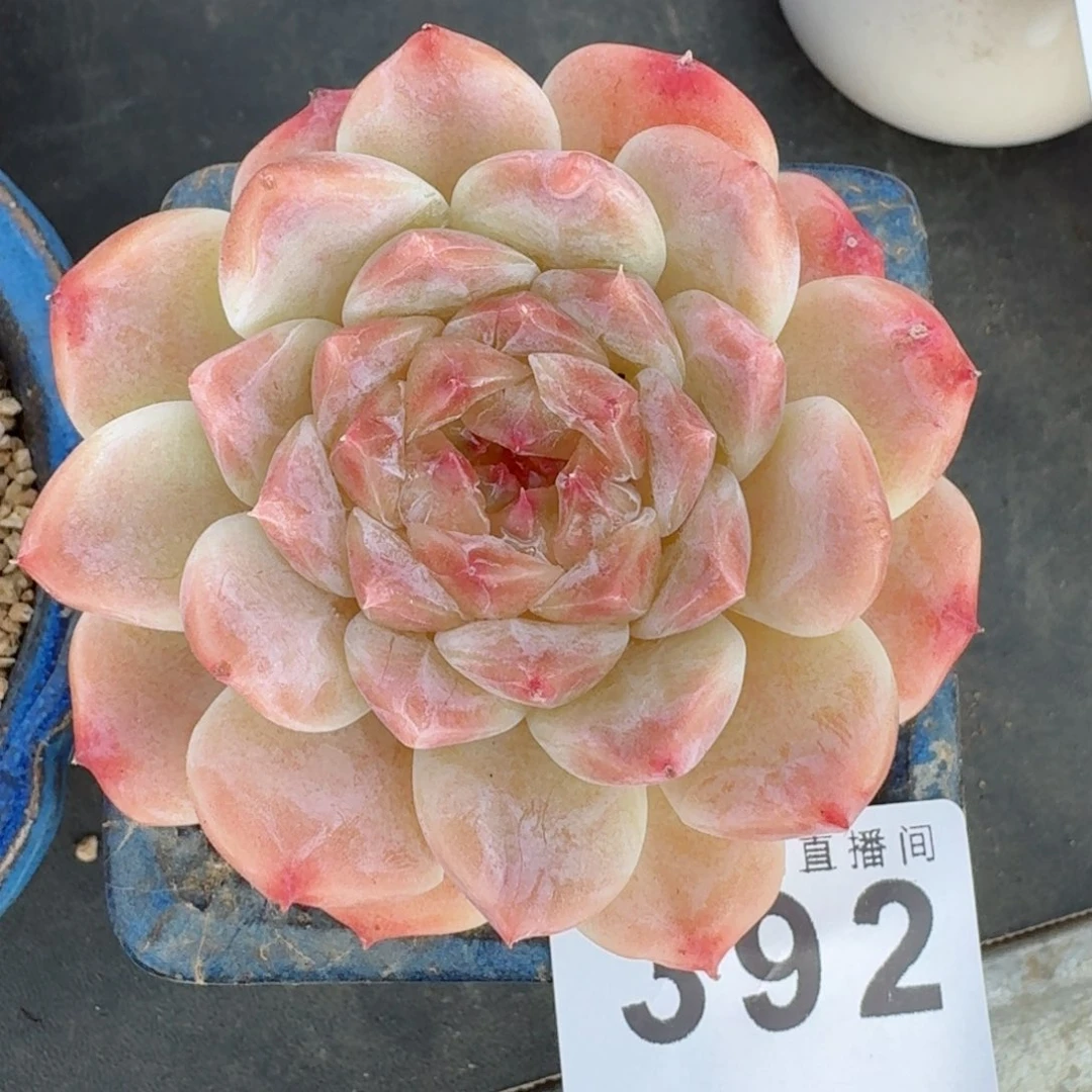 母本秘境冰魄          摇身一变高富帅，一夜暴富动作快