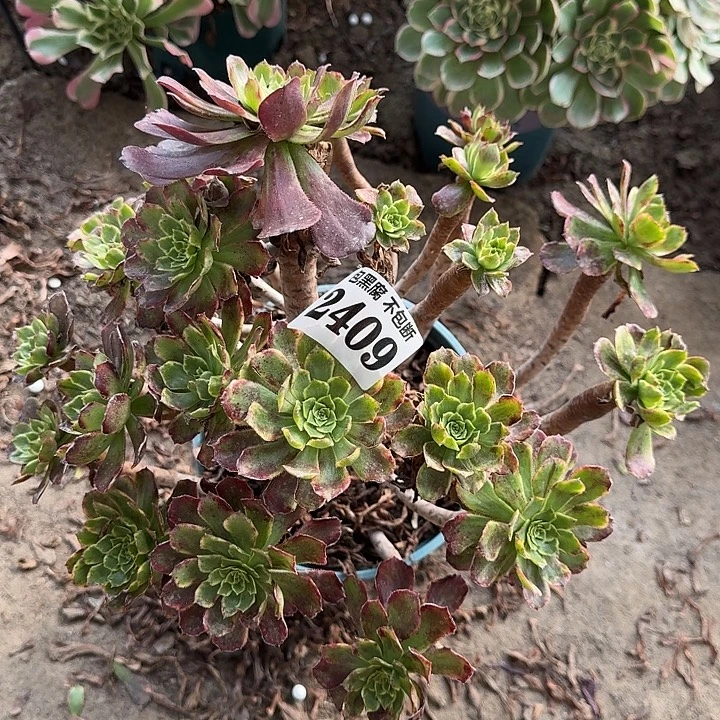 18-6法师雪浪2409