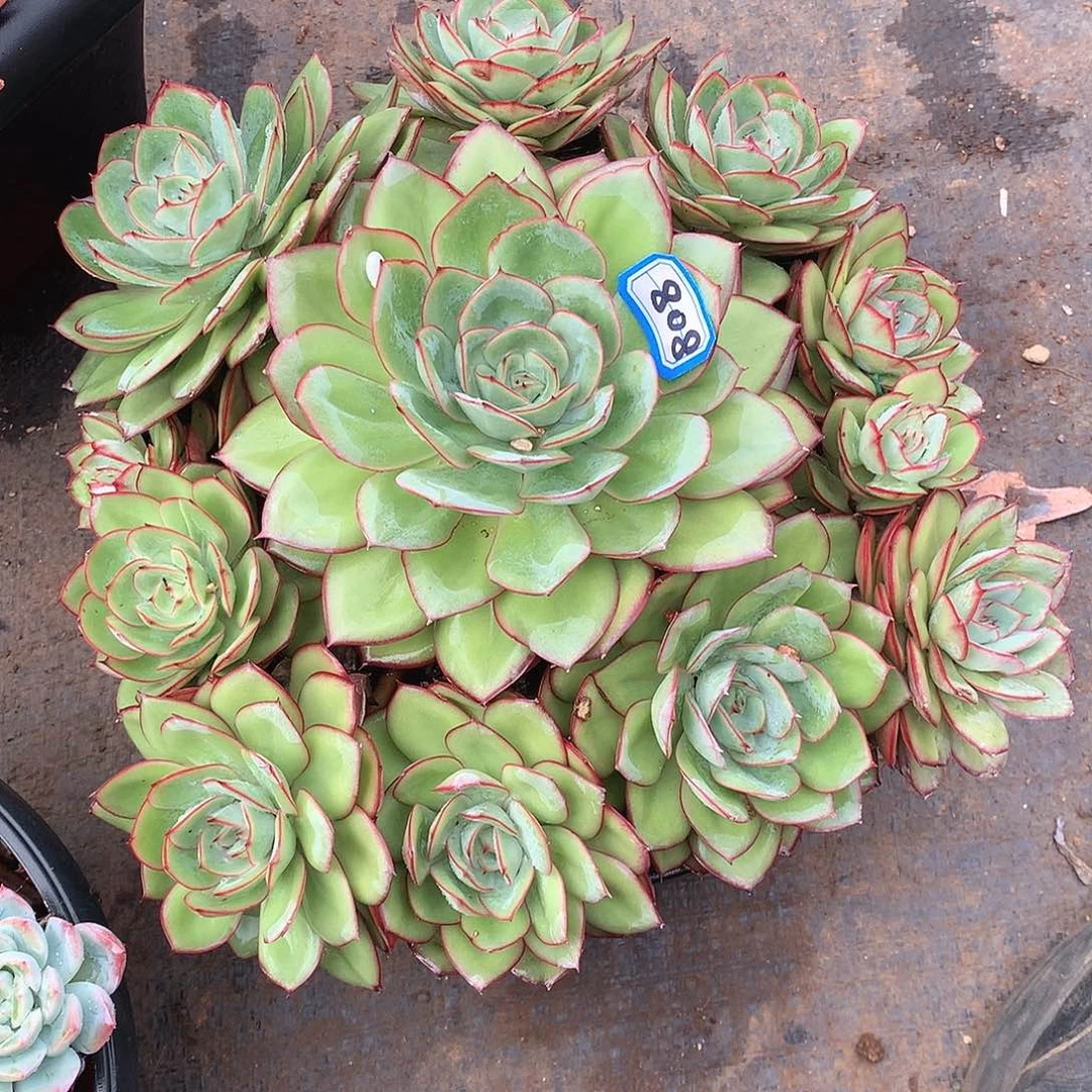 808牡丹亭一物一拍多肉