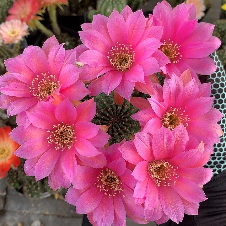 54 侧芽自根丽花6厘米盆