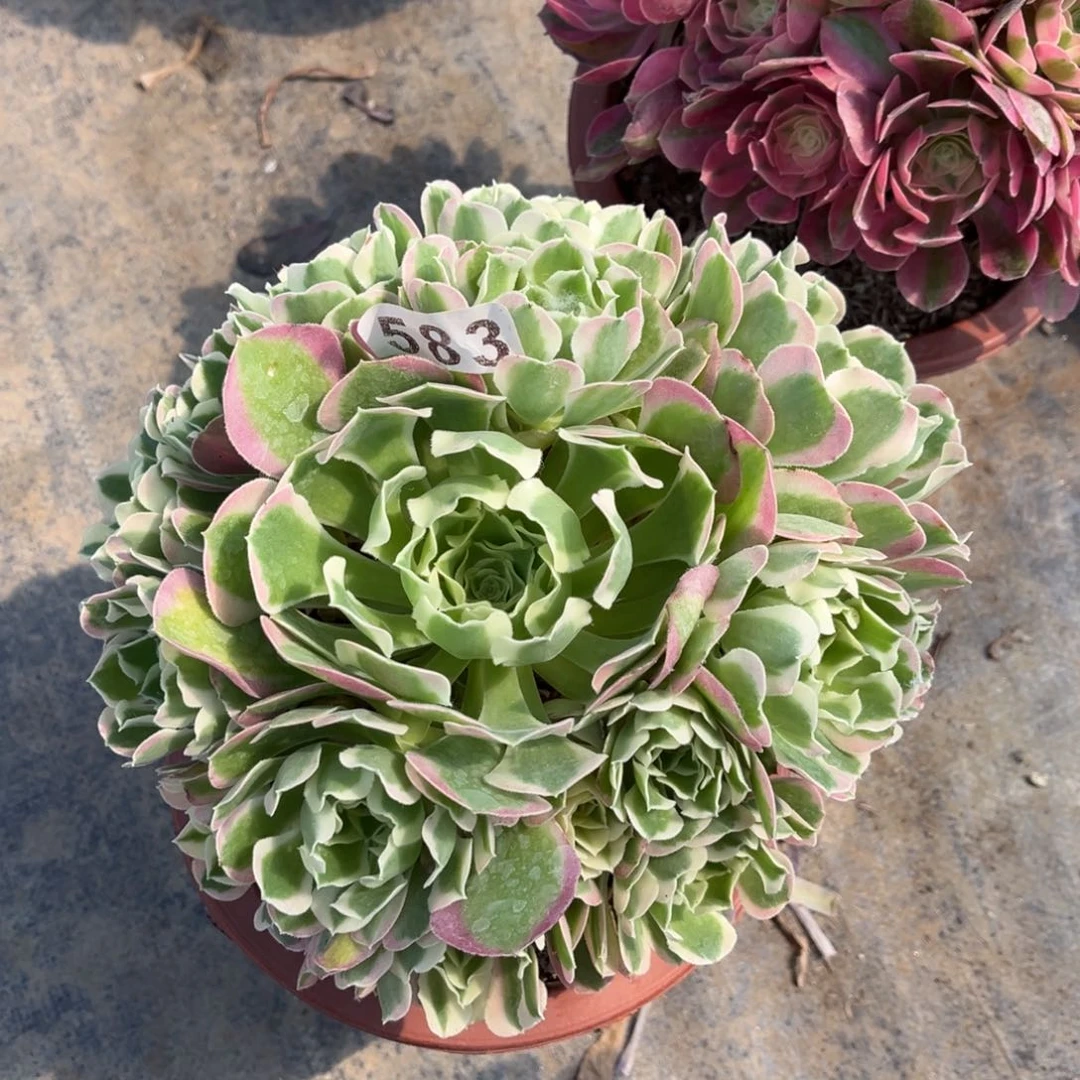 【闪购商品】白凤583多肉