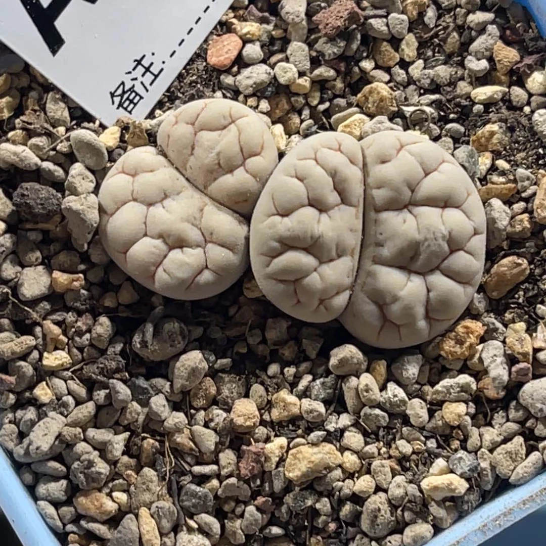 4355双头白底261凹凸