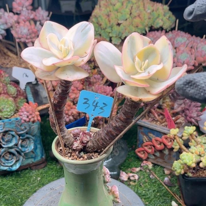 R****l多肉植物一物一拍343