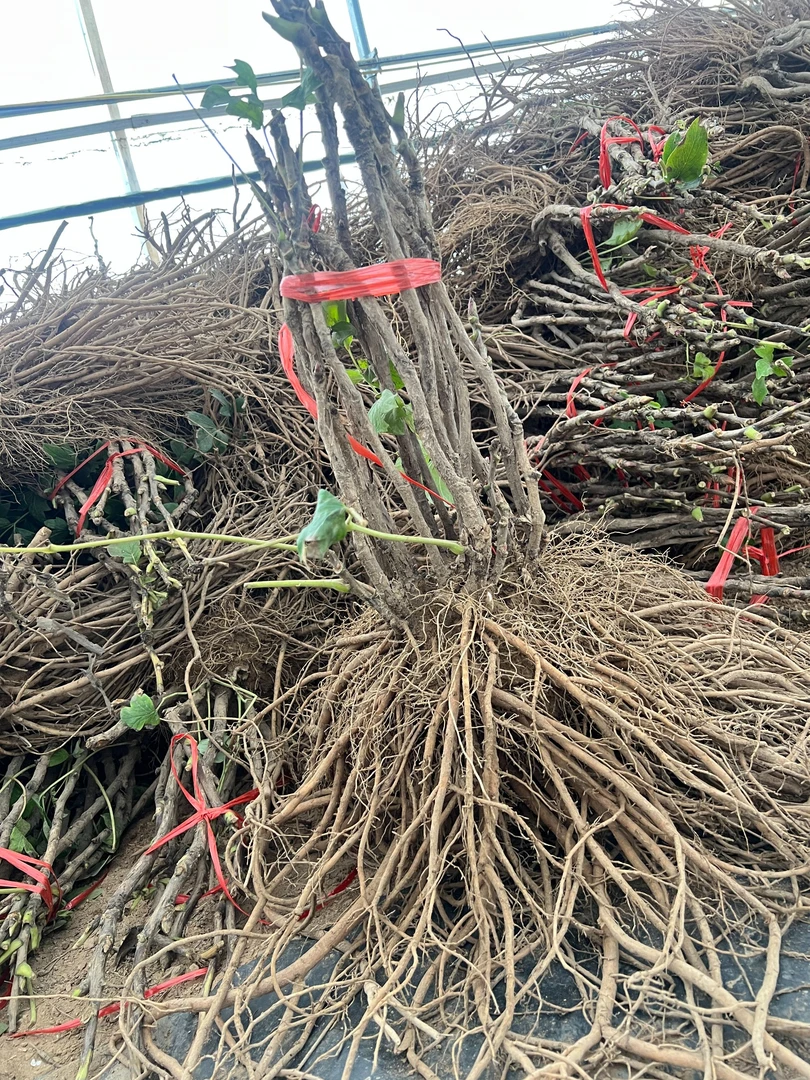 【一物一拍】庭前富贵花 地栽盆栽  山东菏泽基地现挖现发