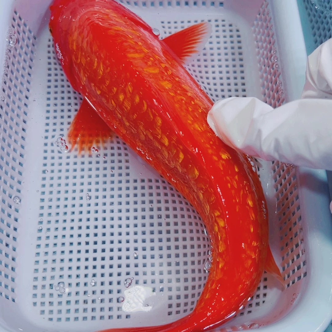 锦鲤锦鲤冷水鱼观赏
