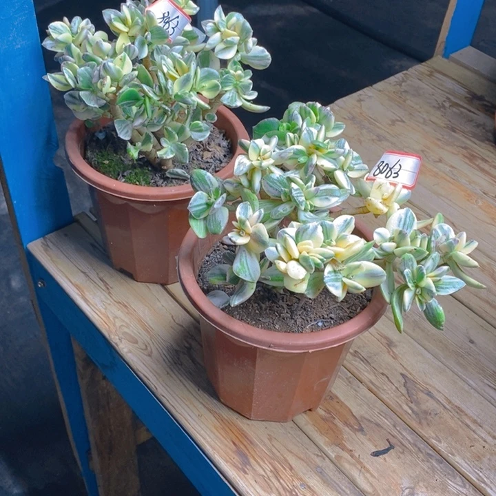 8063两颗三色花月一物一拍半土球发