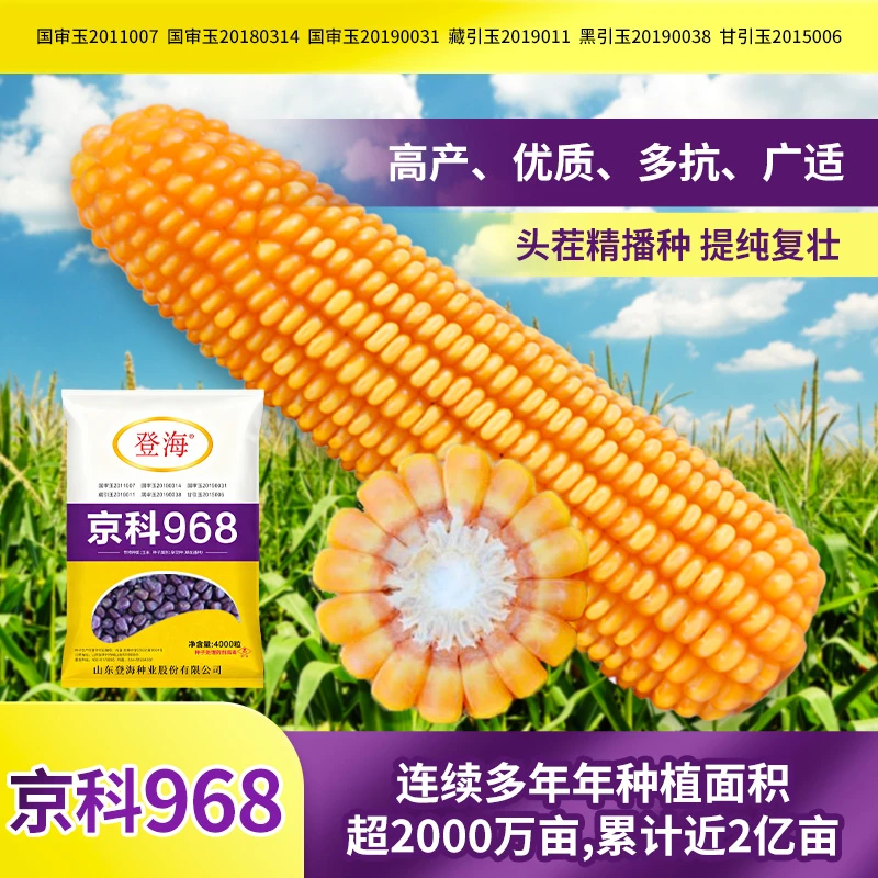 紫金专供版京科968 登海高产玉米种多抗广适头茬提纯复壮精播种