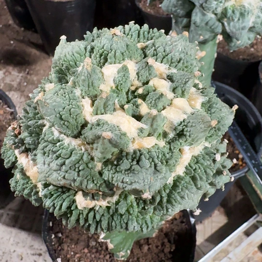怒涛满怒开花仙人球