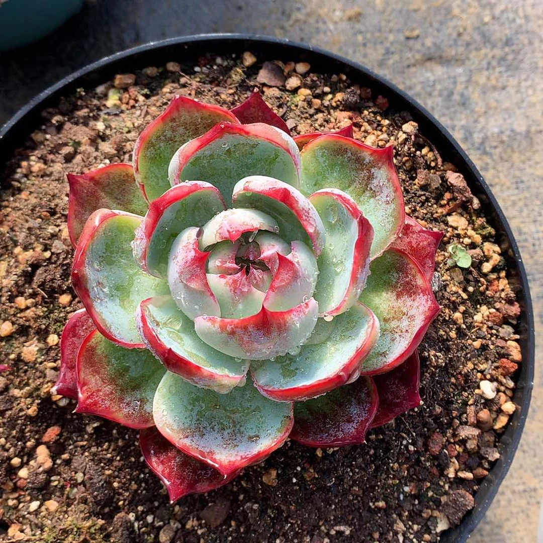 惊鸿仙子一物一拍16-5