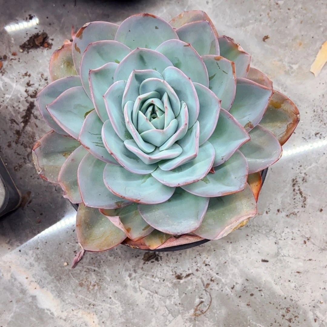 海***w多肉植物组合盆栽布鲁