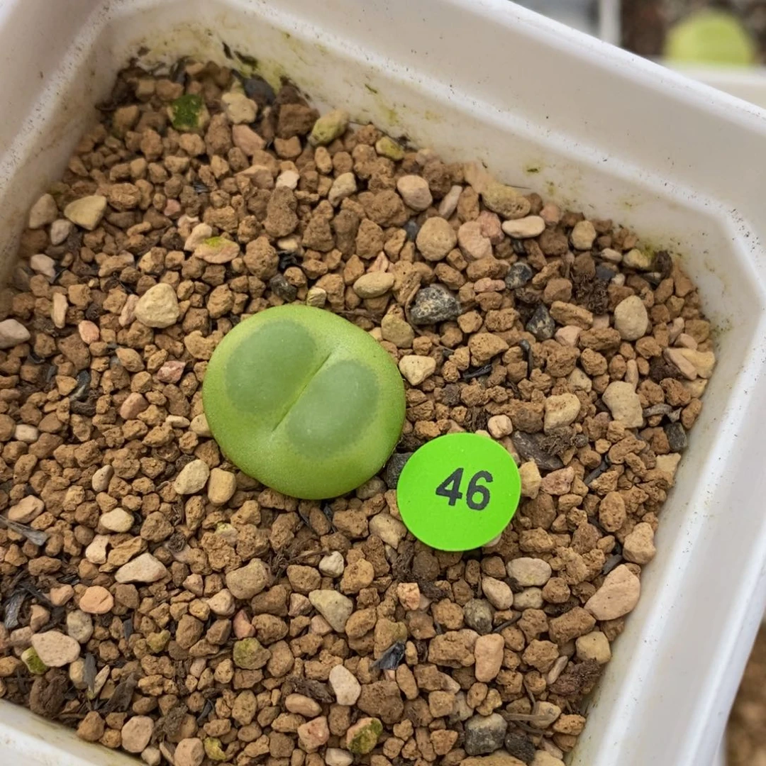 拉登带盆1.7cm多肉植物46