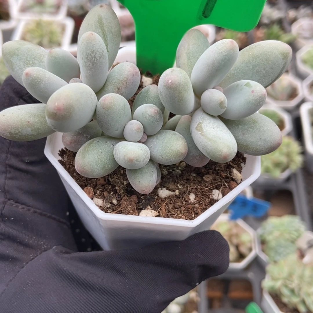 987蛋黄奶多肉植物