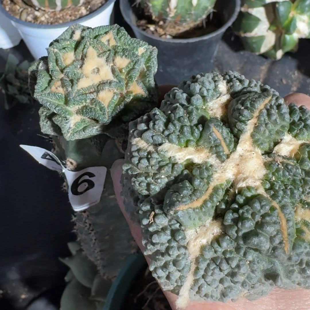 【闪购商品】无*氏辛顿哥斯拉486.373