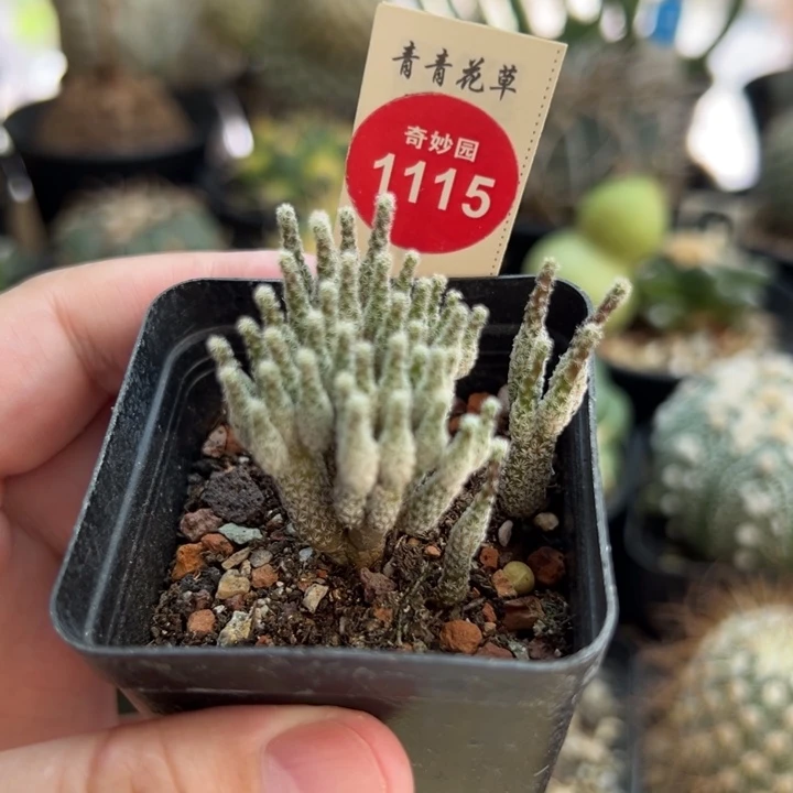 实生迷你牧师群一棵