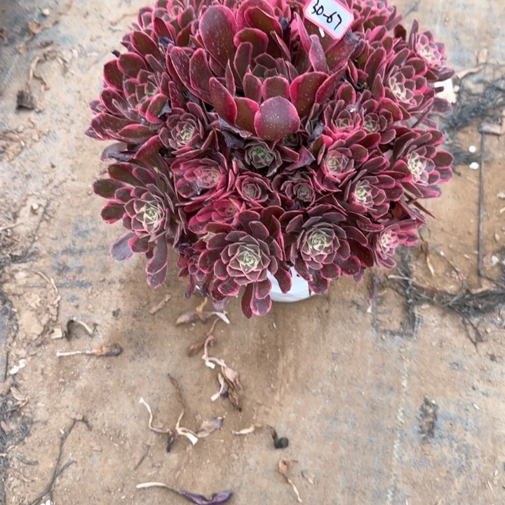 30-67皇后多肉植物