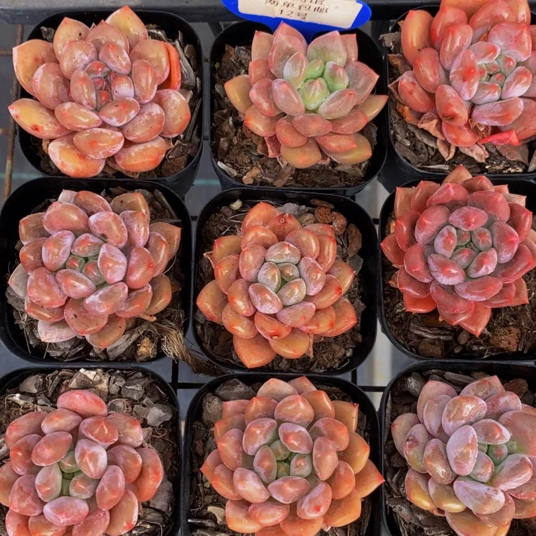 12-精品奶油半夏福利单头两个