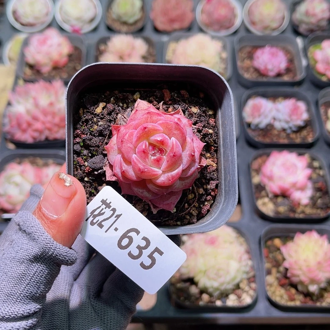 花21-635新品单头