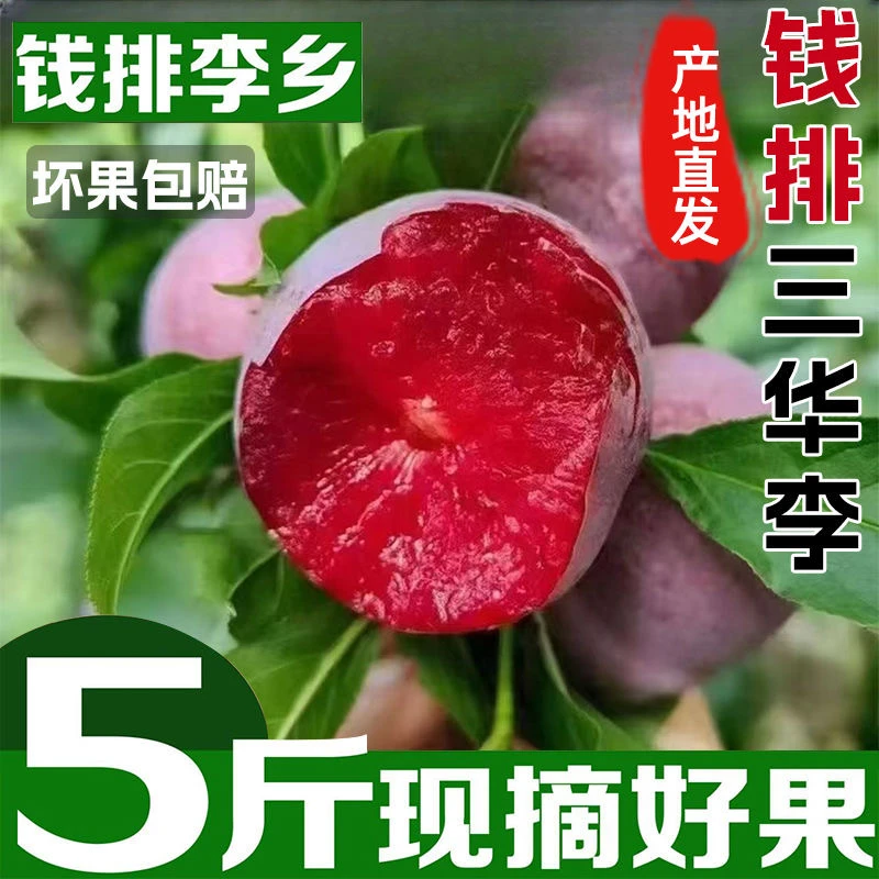 【现货】正宗红心李子三华李新鲜当季水果酸脆酸甜整箱