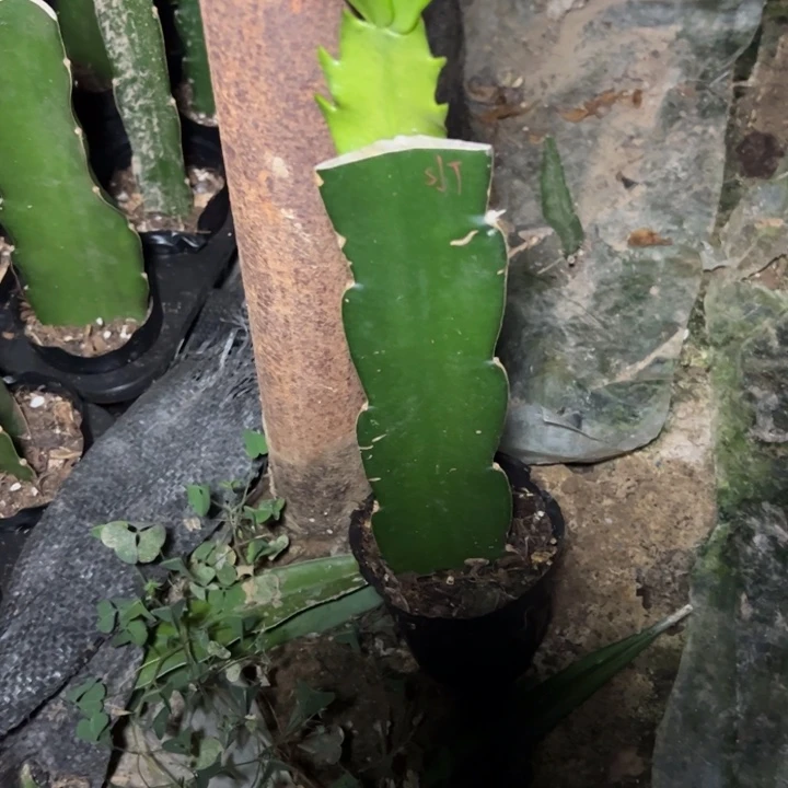 阳***烂桑吉塔嫁接一代小苗一颗40