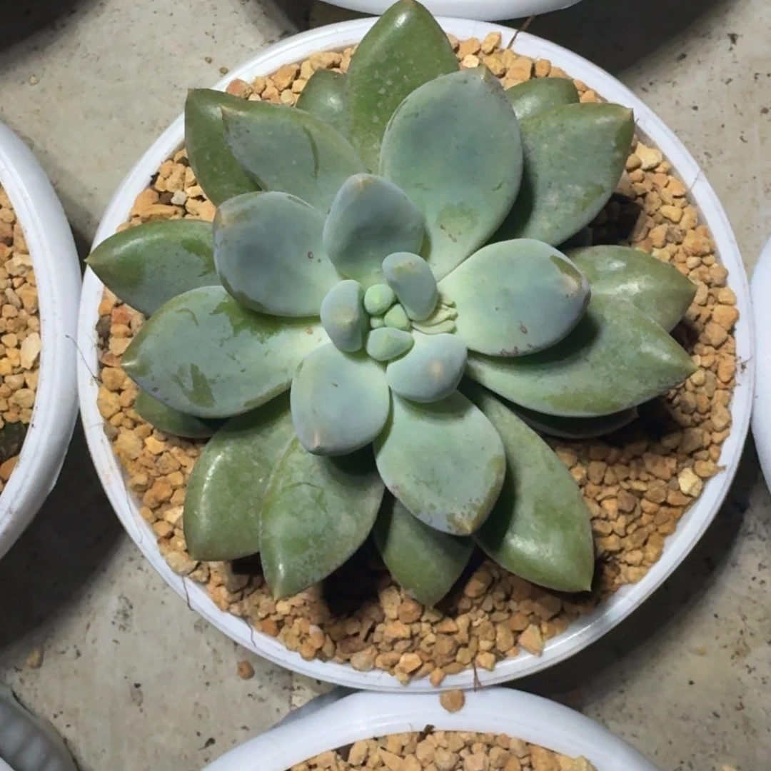 黄胖体 哥特 单头 一物一拍