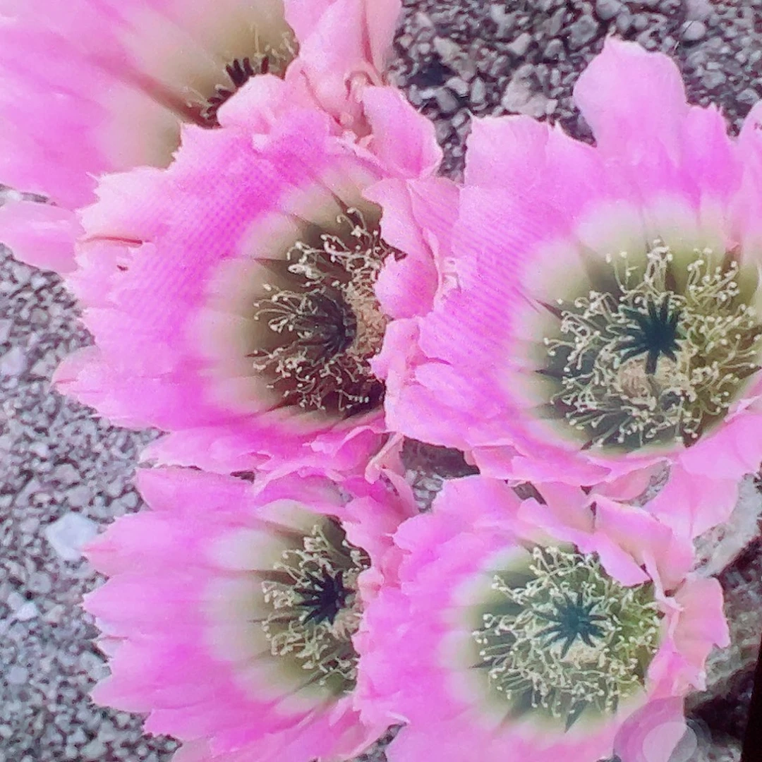 彩虹虾 侧芽 满20包邮