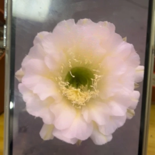 彩草白色带绿6-7公分左右