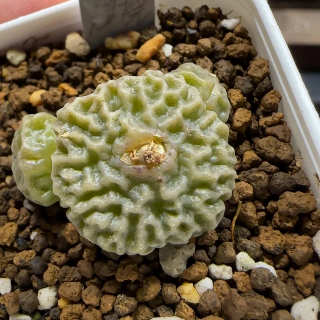 12.27。     超烧。    2022