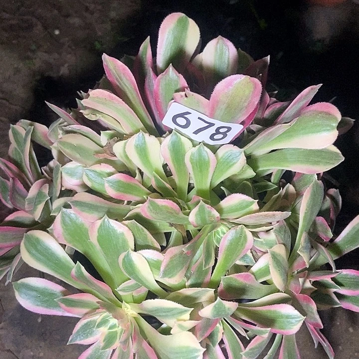 樱花粉678多肉不包断