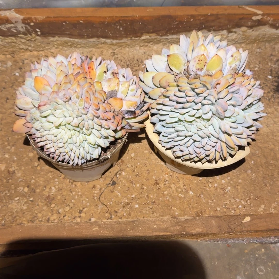 2个橙梦路缀化多肉植物白盆