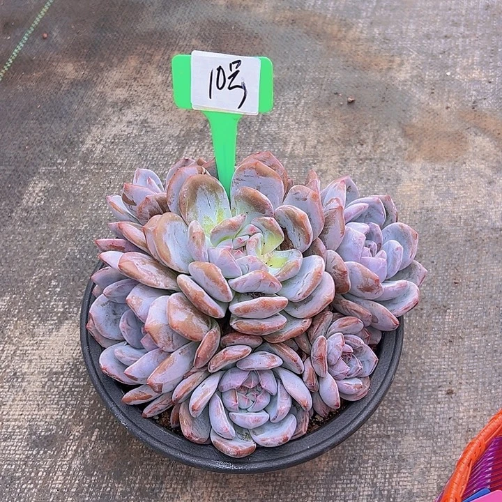 10石榴带盆一个多肉