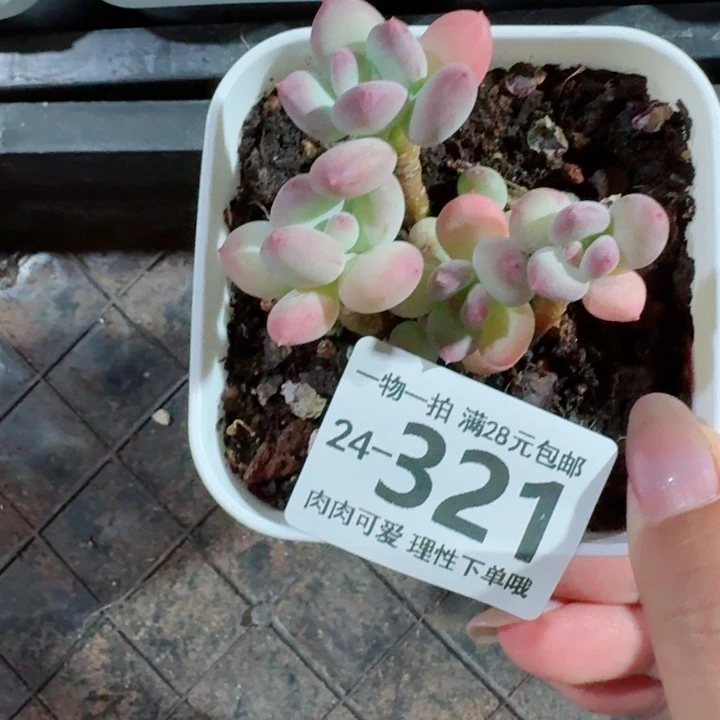 苹果奶多肉无盆土发货无