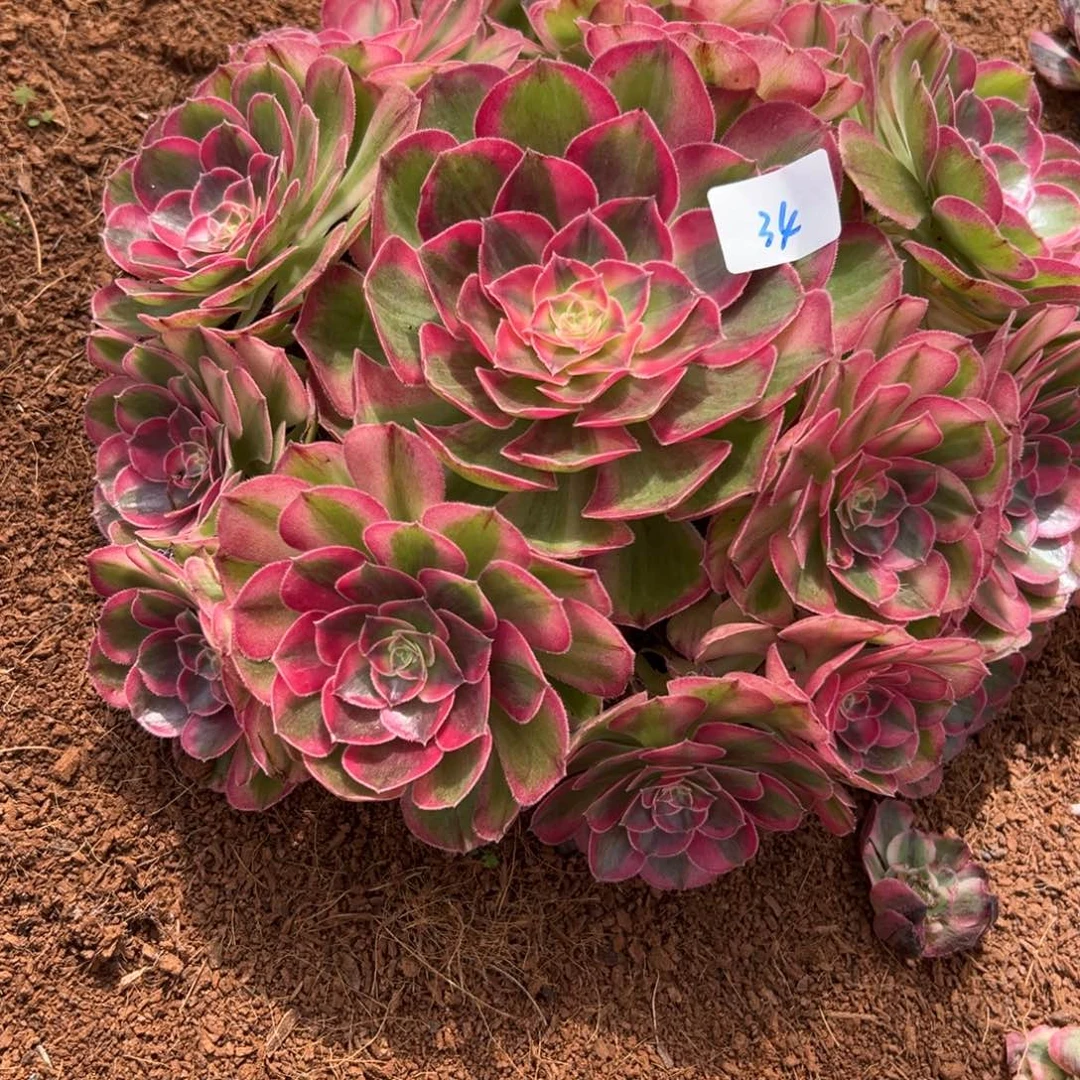 六*?34粉玉芙蓉多肉植物系