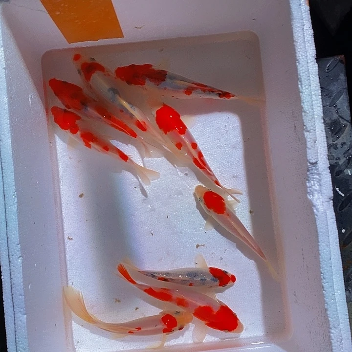 锦鲤锦鲤活鱼开箱包活