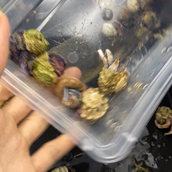 张***迪5个精品紫陆紫陆紫陆