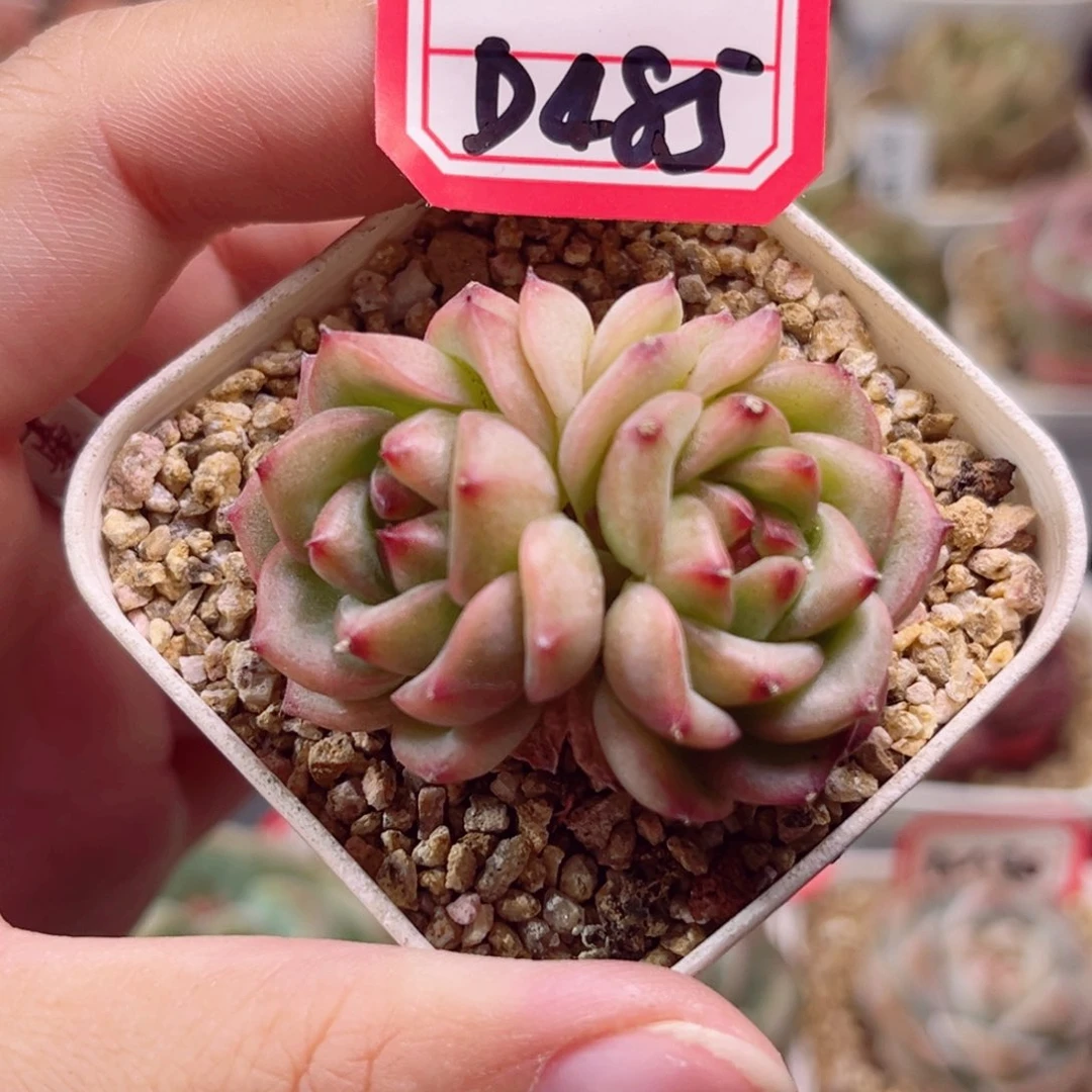 D485 一物一拍 18包邮