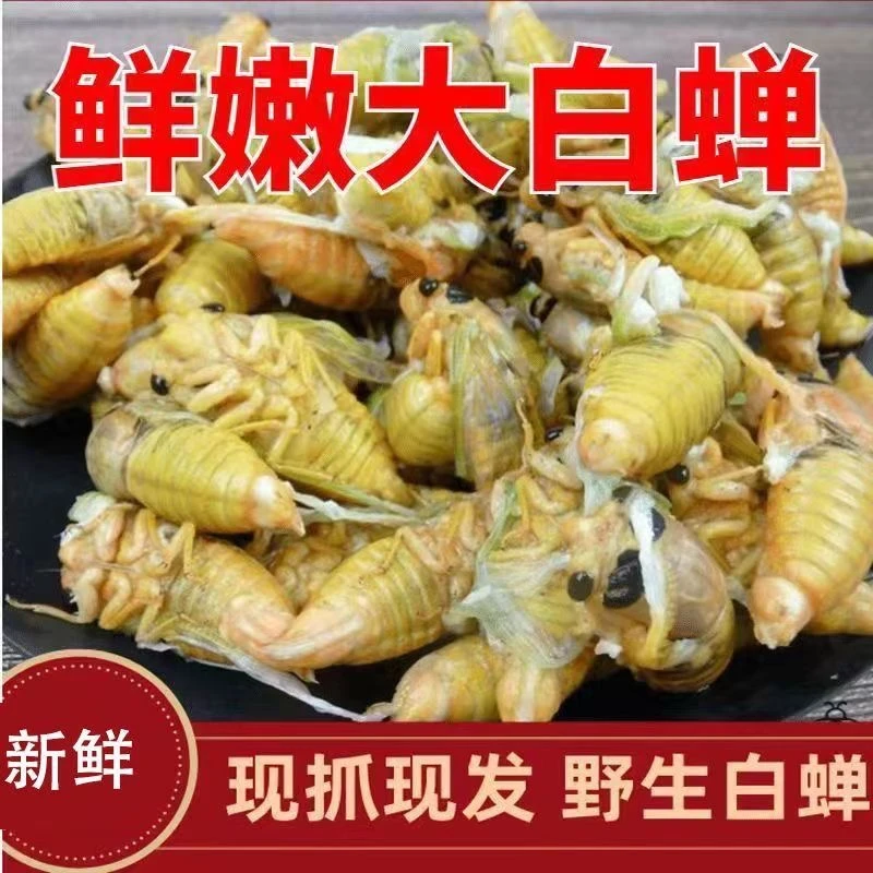2025年新鲜速冻山东特产白蝉嫩知了猴可用于烧烤油炸干煸营养食材