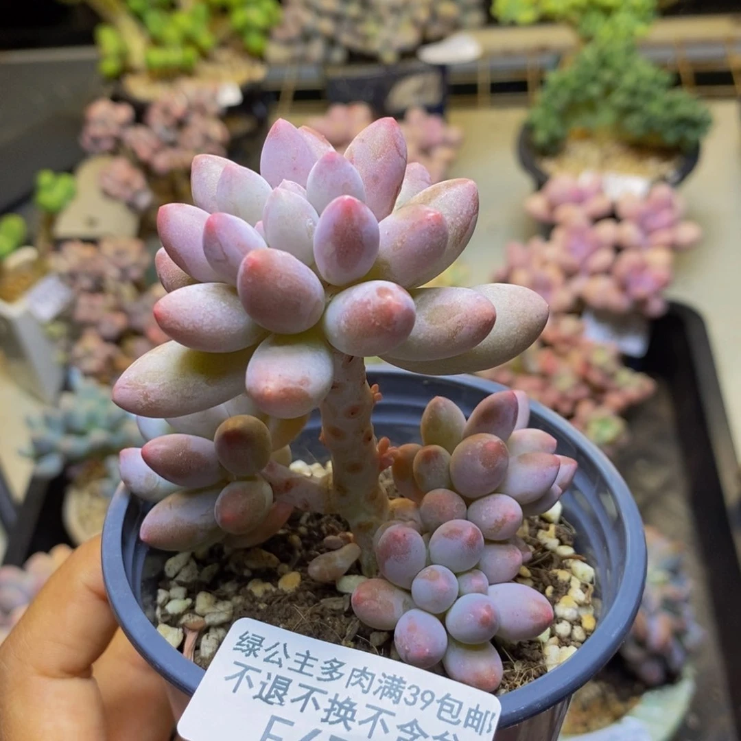 675香水手指奶多肉7cm