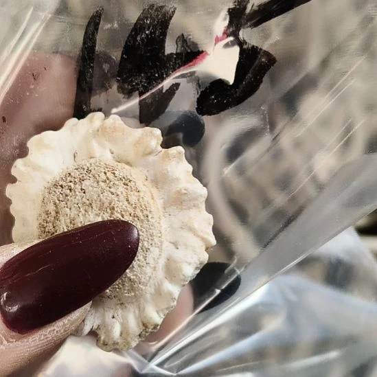 Я***鹿角鹿角鹿角鹿角鹿角鹿角